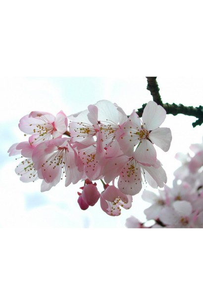 Абрикос колоновидний ‘Первайс’